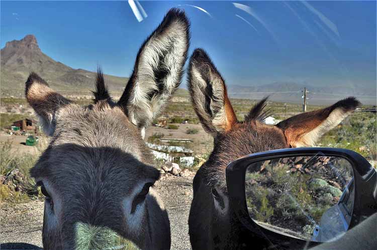 donkeys on road